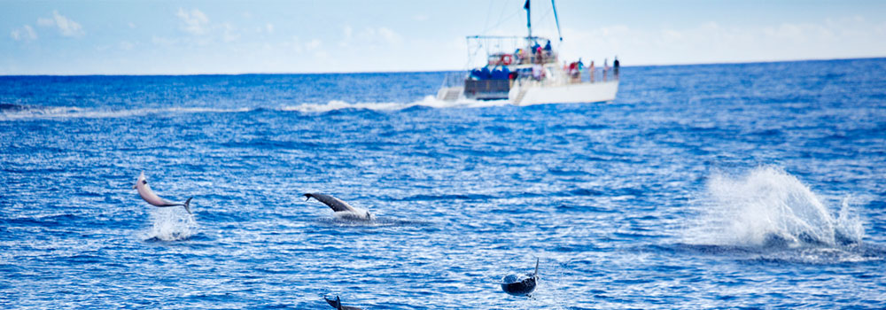 Dolphin Charters | Kauai Activities | Oceanfront Rentals on Kauai 