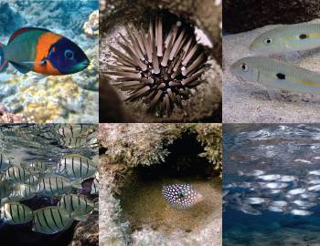 Hawaiian marine life